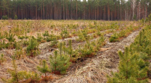 ARiMR: do 31 lipca nabór wniosków na zalesianie