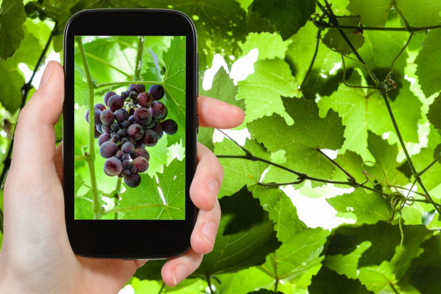 Lubuskie winnice online – nowa inicjatywa Lubuskiego Centrum Winiarstwa