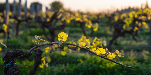 Z dużym prawdopodobieństwem można przewidywać, że w tym roku plony winogron będą niższe/ fot. shutterstock Podkarpacie: Majowe przymrozki ograniczą tegoroczne zbiory w winnicach