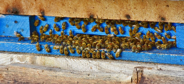 Niegdyś pszczoły występowały w lasach w całym kraju/ fot. pixabay Lubuskie: pszczoły wracają do kłodawskich lasów
