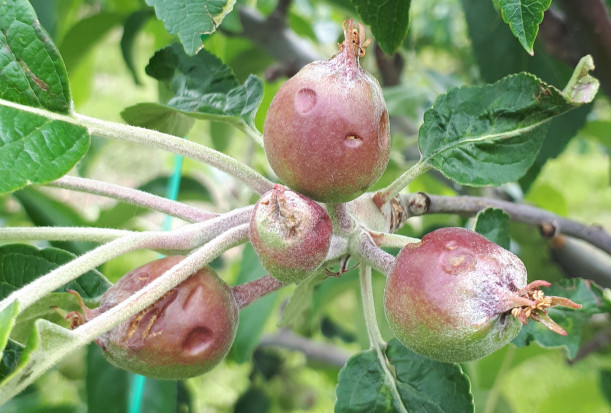 Gradobicie w regionie grójeckim; 7.06.2020; fot. redakcja Gradobicia - jak przeciwdziałać ich skutkom w sadach?