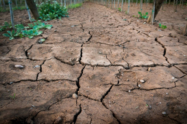 Wkrótce warsztaty online dla młodzieży ws. walki z suszą/ fot. shutterstock Resort klimatu: Wkrótce warsztaty online dla młodzieży ws. walki z suszą