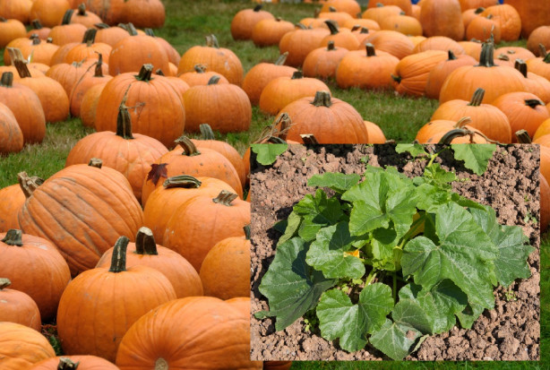 Artur Molak, właściciel gospodarstwa Molak Pumpkin, produkcją dyni zajmuje się od 2010 roku/ fot. shutterstock Molak Pumpkin: Zainteresowanie dynią rośnie; rozszerzamy ofertę także o nowe warzywa