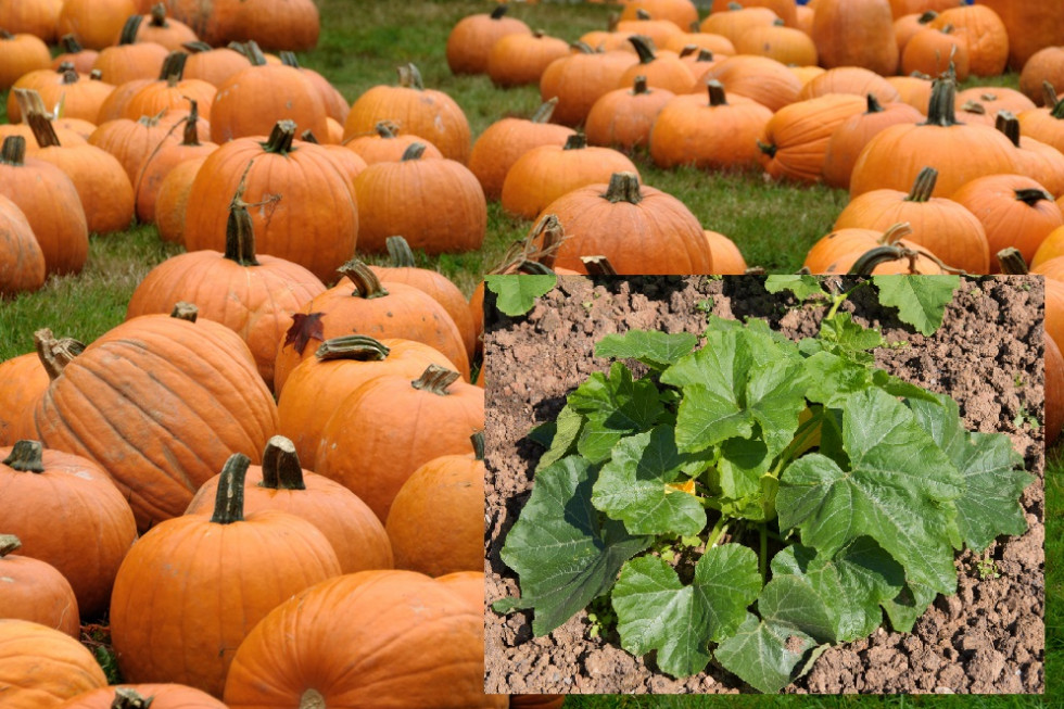 Molak Pumpkin: Zainteresowanie dynią rośnie; rozszerzamy ofertę także o nowe warzywa
