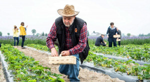 Minister Ardanowski pomagał przy zbiorze truskawek