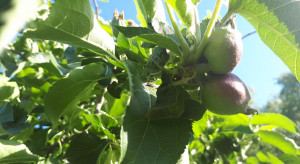 Letnie temperatury zwiastują masowe loty owocówki jabłkóweczki i składanie jaj