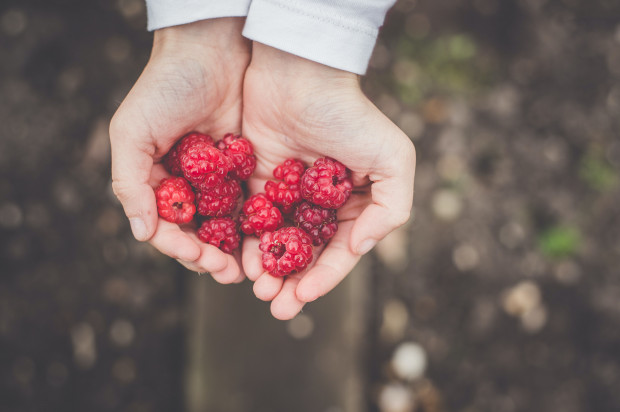 Gospodarstwa proponują chętnym zbiory owoców i warzyw; fot. unsplash.com Na portalu Myzbieramy.pl gospodarstwa proponują chętnym zbiory owoców i warzyw
