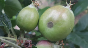 Parch jabłoni – bardzo trudny sezon