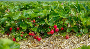 Trudny sezon truskawkowy w Świętokrzyskim. Plantatorzy mogą stracić część plonów