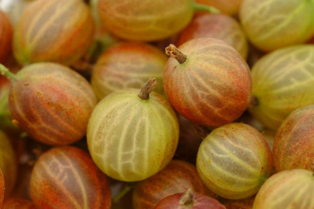 Proponowane ceny skupu agrestu w trakcie tegorocznego sezonu to 50 groszy za kilogram/ fot. pixabay Lubelska Izba Rolnicza chce interwencji ws. niskich cen skupu agrestu