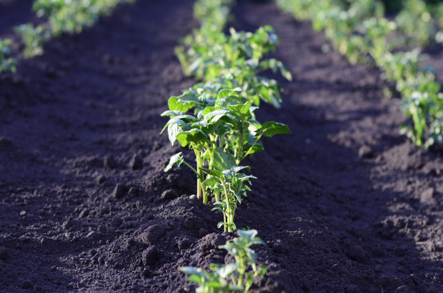 W ziemniaku coraz większe uszkodzenia powoduje stonka ziemniaczana / fot. pixabay Stonka ziemniaczana coraz liczniej pojawia się na plantacjach ziemniaka