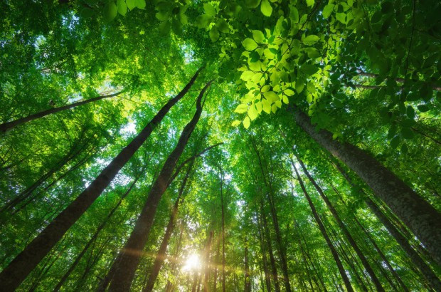 240 mld euro to koszt wprowadzenia neutralności klimatycznej w Polsce/ fot. shutterstock MFiPR: 240 mld euro to koszt wprowadzenia neutralności klimatycznej w Polsce