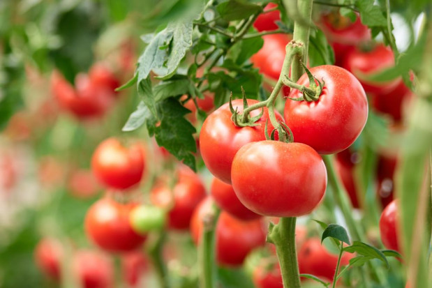 Wzrasta produkcja warzyw szklarniowych w Rosji/ fot. shutterstock Rosja: Produkcja warzyw szklarniowych wzrosła o 24%