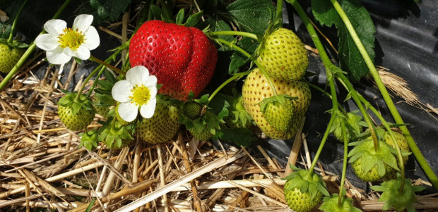 Plantatorzy muszą zadbać nie tylko o jakość i trwałość owoców na plantacji, ale również o parametry jakościowe, które spotyka konsument sięgając po owoce/ fot. A. Zwierzyński Nasila się problem z szarą pleśnią i innymi chorobami w uprawie truskawek