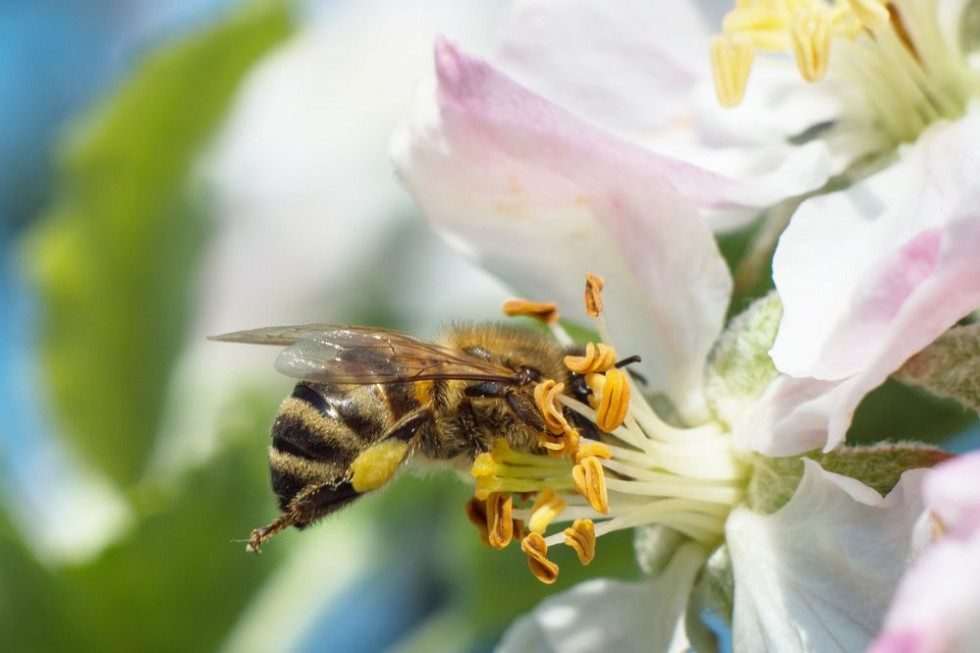PZP: Pszczelarze powinni otrzymywać ekwiwalent finansowy za pracę pszczół