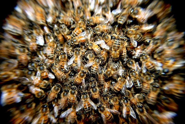 Dwudziestu pszczelarzy straciło ok. 600 rodzin pszczelich, w północnej części Chorwacji/ fot. pixabay Chorwacja: Wytruto 600 rodzin pszczelich przy granicy z Węgrami