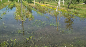 Pogoda nie oszczędza sadowników. Podtopione sady na Mazowszu (zdjęcia)