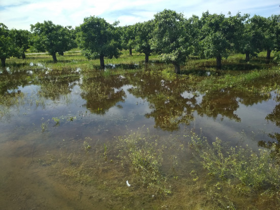 Intensywne opady doprowadziły do podtopień sadów w rejonie Grójca/ fot. sadyogrody Pogoda nie oszczędza sadowników. Podtopione sady na Mazowszu (zdjęcia)