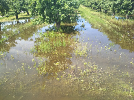 Intensywne opady doprowadziły do podtopień sadów w rejonie Grójca/ fot. sadyogrody Pogoda nie oszczędza sadowników. Podtopione sady na Mazowszu (zdjęcia)