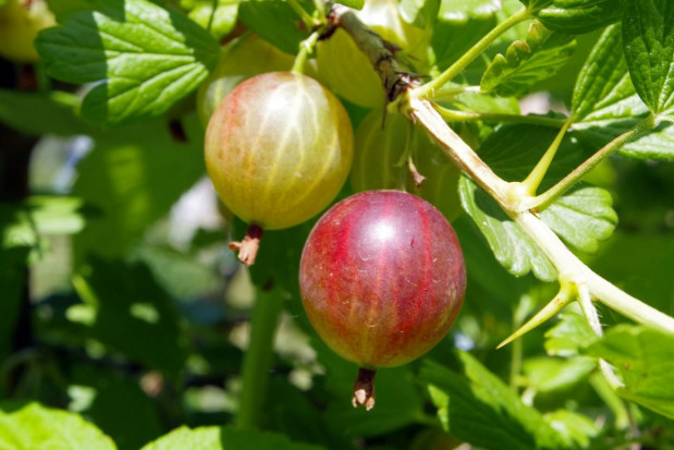 Proponowane ceny skupu agrestu w trakcie tegorocznego sezonu to 50 groszy za kilogram/ fot. pixabay KRIR interweniuje ws. niskich cen skupu owoców miękkich