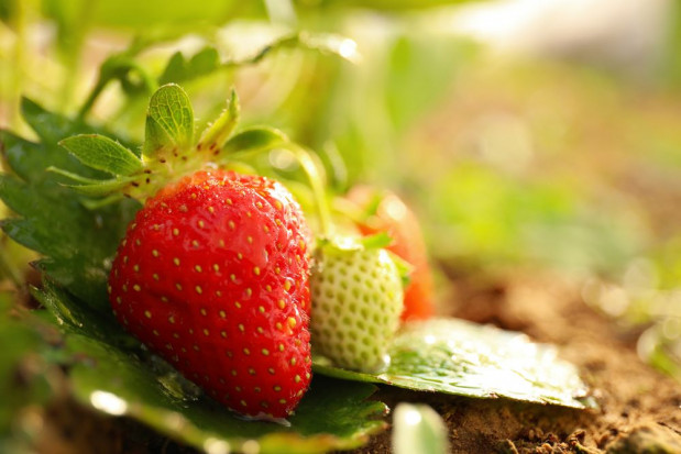 Deszczowa pogoda nie sprzyja uprawie truskawek/ fot. shutterstock Deszczowa pogoda nie sprzyja dojrzewaniu truskawek