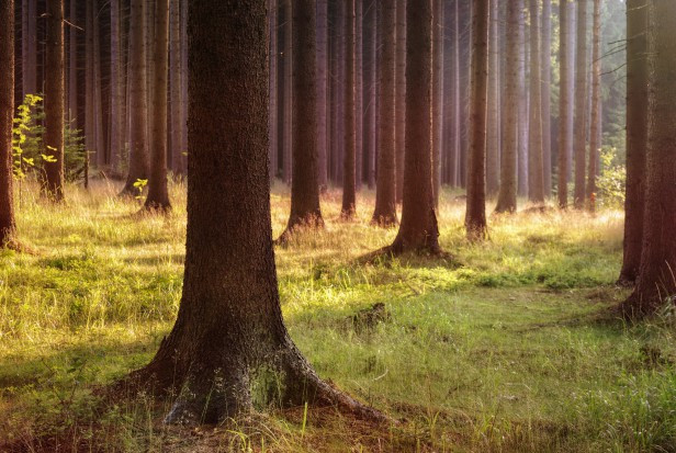 20 maja b.r. roku Komisja Europejska opublikowała Strategię Różnorodności Biologicznej w UE do 2030 r/ fot. shutterstock Naukowcy: chrońmy lasy, wspierając ich otoczenie i naturalne procesy regeneracji
