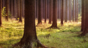 Naukowcy: chrońmy lasy, wspierając ich otoczenie i naturalne procesy regeneracji