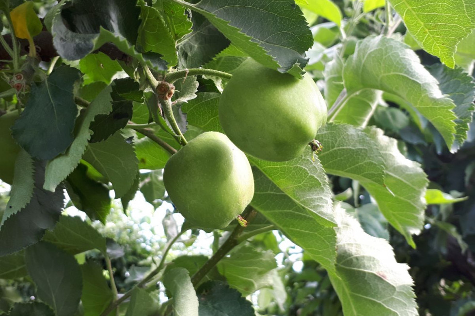 Deszczowa pogoda utrudniła ochronę przeciw owocówce jabłkóweczce