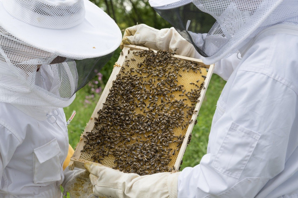 Ardanowski: w nowym unijnym budżecie rolnym ponad 42 mln zł rocznie trafi do pszczelarzy