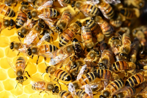 Na terenie Politechniki Gdańskiej stanęła złożona z trzech uli mini pasieka/ fot. pixabay Politechnika Gdańska: powstała pasieka, która posłuży naukowcom do badań miodu