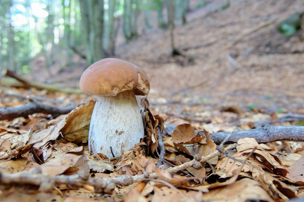 W 2019 r. skupiono blisko 6 tys. ton grzybów z lasów/ fot. pixabay GUS: w 2019 r. skupiono o 81 proc. więcej grzybów z lasów niż rok wcześniej