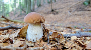 GUS: w 2019 r. skupiono o 81 proc. więcej grzybów z lasów niż rok wcześniej