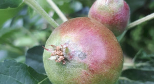 Infekcje wtórne parcha jabłoni – kontynuacja ochrony sadu