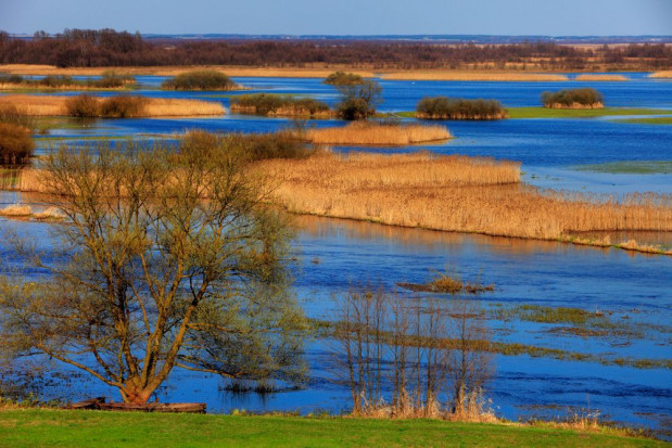 Trwa proces regeneracji przyrody po pożarze w Biebrzańskim Parku Narodowym/ fot. shutterstock MŚ: W Biebrzańskim Parku Narodowym przyroda wraca do życia