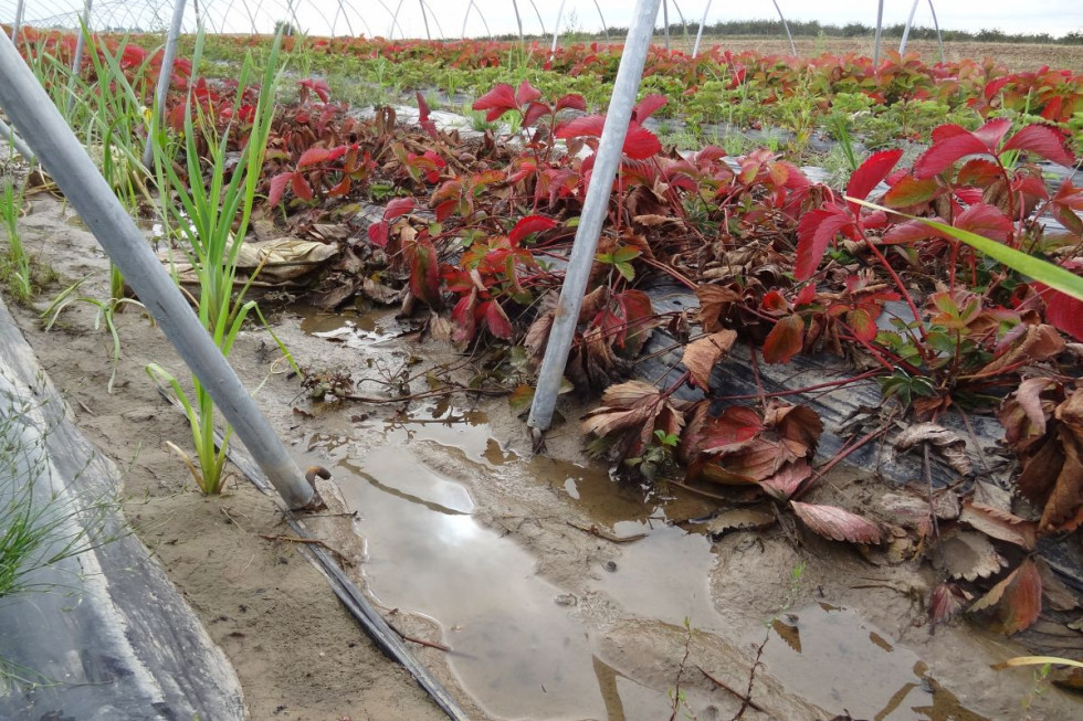 Zabiegi regenerujące system korzeniowy truskawek po intensywnych opadach deszczu (zdjęcia)