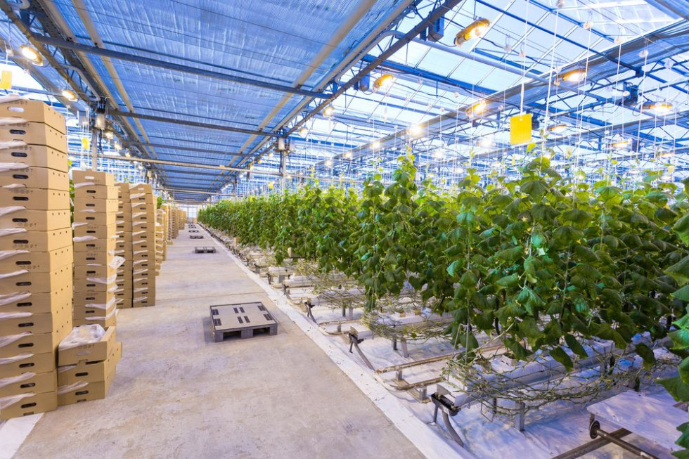 Bayer i Prospera opracują rozwiązania cyfrowe dla producentów warzyw szklarniowych