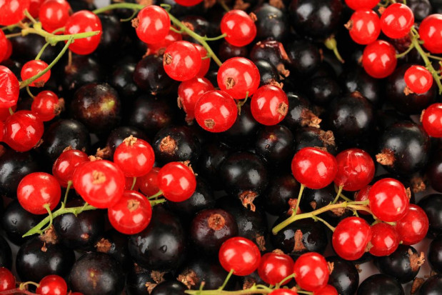 W sezonie 2020 porzeczki czarne są drogie, a porzeczki kolorowe - tanie/ fot. shutterstock Jak kształtuje się tegoroczny rynek porzeczek?