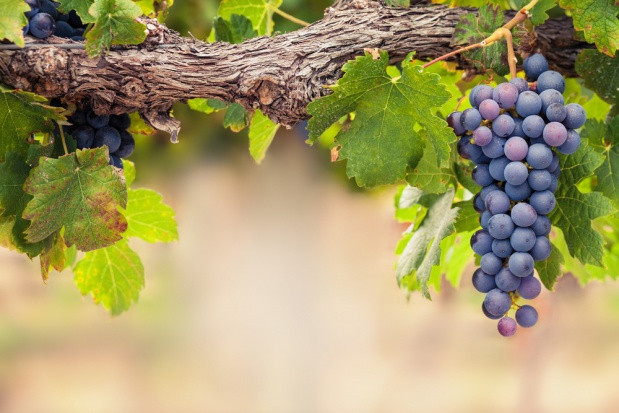 fot. shutterstock KOWR: Do 15 lipca można składać wnioski o wpis do ewidencji przedsiębiorców wyrabiających wino