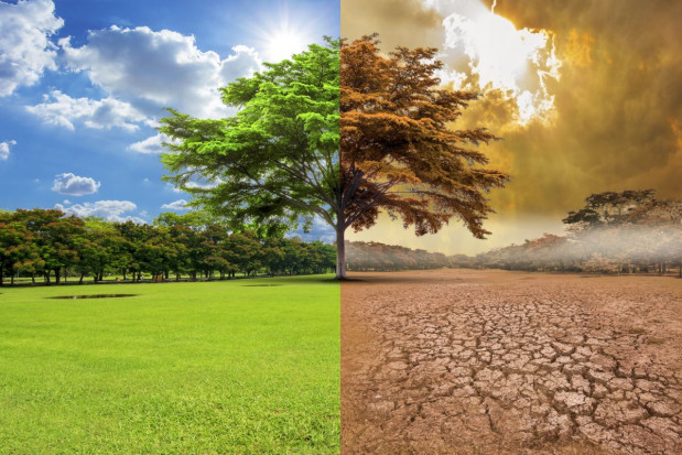 Globalne ocieplenie ma wpływ na ewolucję drzew/ fot. shutterstock Globalne ocieplenie wpływa na ewolucję drzew
