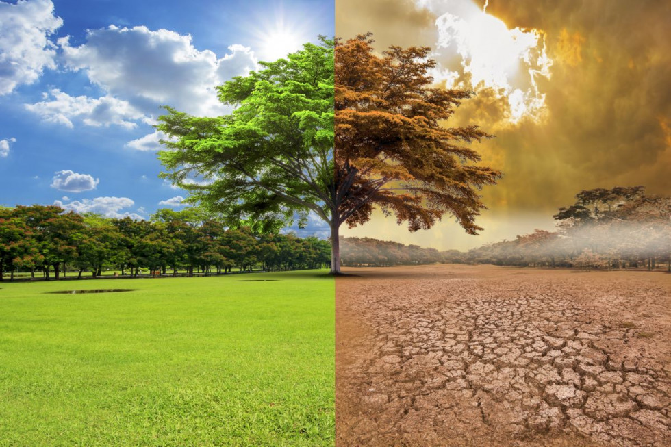 Globalne ocieplenie ma wpływ na ewolucję drzew/ fot. shutterstock Globalne ocieplenie wpływa na ewolucję drzew