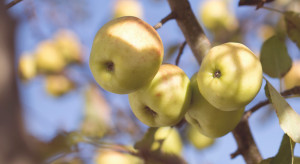 Prognozy dla produkcji jabłek - spadki na półkuli południowej, w Chinach i USA