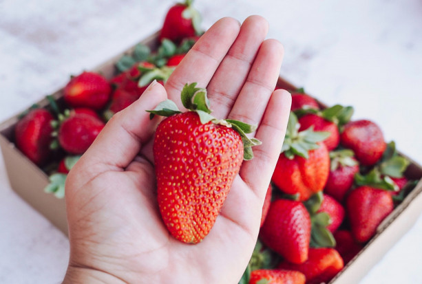 Owoc odmiany Roxana ważył 183 gramy; fot. unsplash.com Gmina Puławy: Rekordowo duża truskawka ważyła 183 g