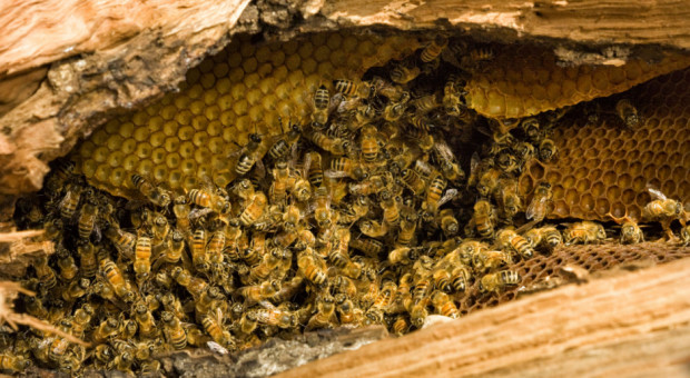 Mieszkaniec gminy Dźwierzuty wytruł pszczoły swojemu sąsiadowi/ fot. shutterstock Mieszkaniec gminy Dźwierzuty wytruł pszczoły sąsiadowi