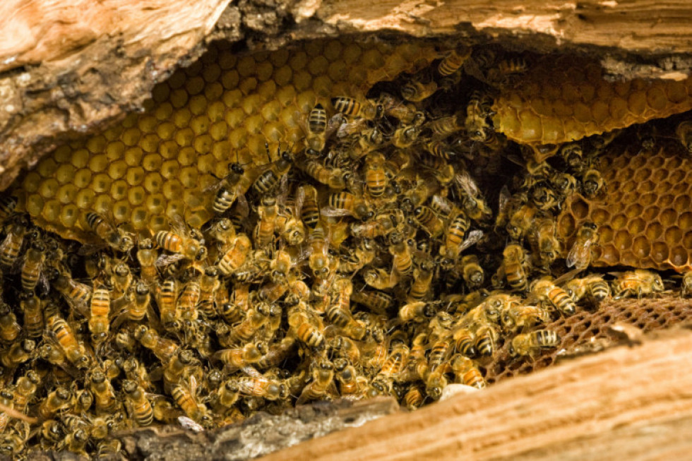 Mieszkaniec gminy Dźwierzuty wytruł pszczoły sąsiadowi