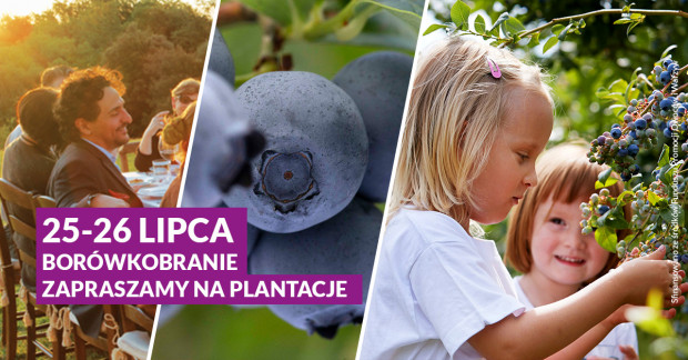 Rusza promocja plantacji, na których można samodzielnie pozbierać owoce; fot. materiały prasowe Borówkobranie: poszukiwane plantacje, które przyjmą zwiedzających