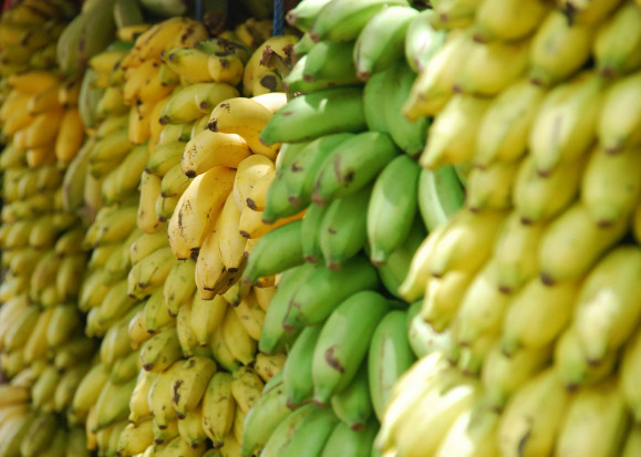 Bananowy odpowiednik choroby Covid-19 rozprzestrzenia się na kolejne kraje; fot. unsplash.com Bananowy Covid niszczy plantacje