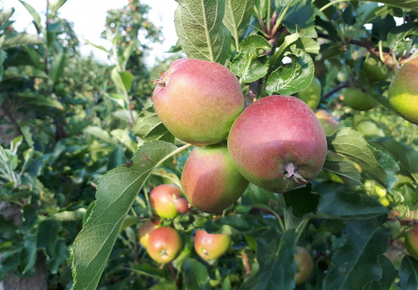 Skup jabłek z przerywki; fot. materiały redakcji Ceny jabłek z przerywki dochodzą do 40 gr/kg