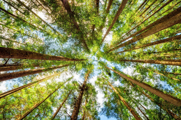 W ciągu dekady powierzchnia lasów w Polsce wzrosła o 188,5 tys. ha do 9,26 mln ha/ fot. shutterstock Przez dekadę powierzchnia lasów w Polsce wzrosła do 9,26 mln ha