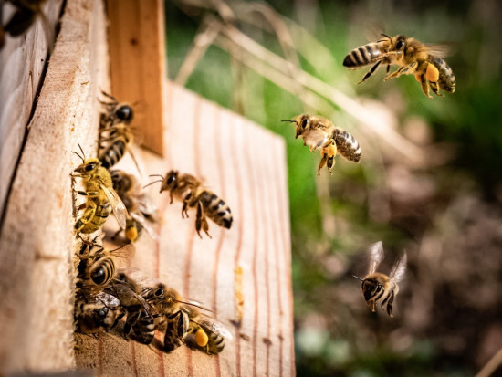Wniosek o patent (w Polsce, Europie i na świecie) został złożony w maju 2020 r./ unsplash.com Jest szansa na naturalny lek z grzyba na chorobę zakaźną pszczół
