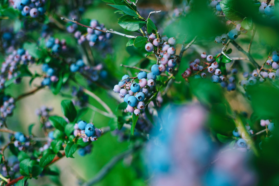 Sezon borówkowy rozpoczął się później niż zwykle; fot. unsplash.com Podlaskie: testy na koronawirusa u 2 tys. pracowników na plantacji borówki